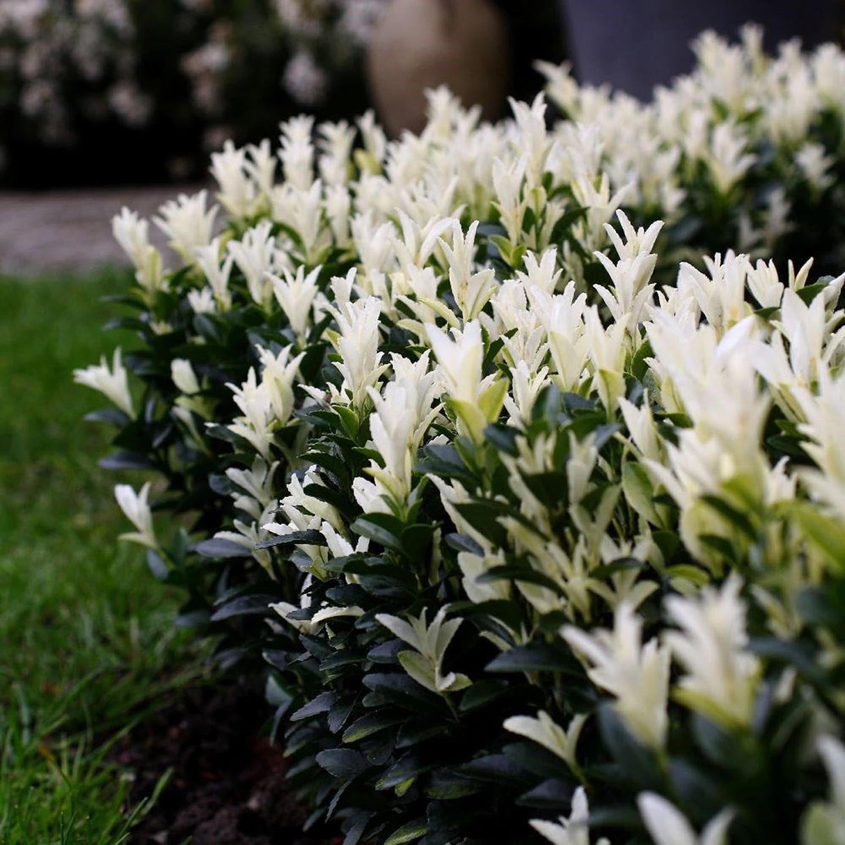Японски мъдрец Euonymus Paloma Blanca