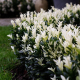Японски мъдрец Euonymus Paloma Blanca