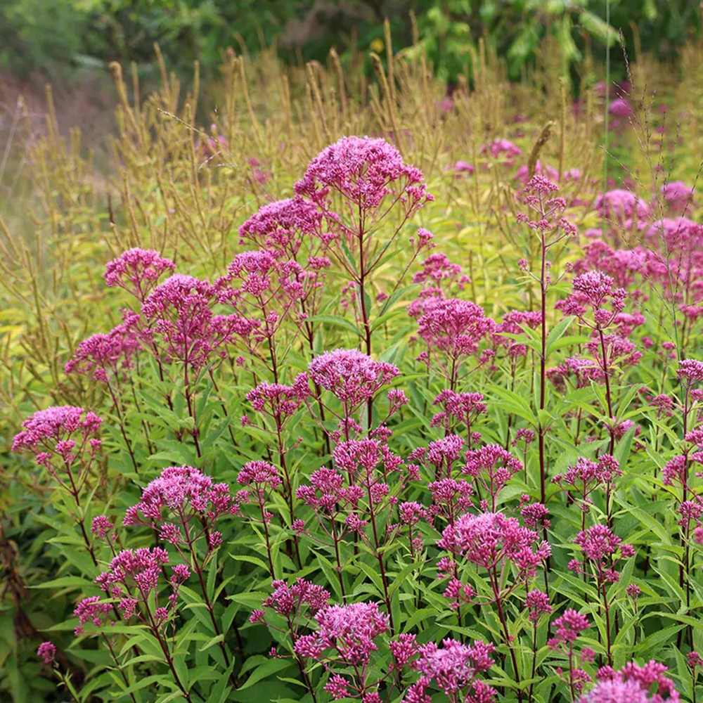 Iarba lui Joe Pye (Eupatorium maculatum Atropurpureum), cu flori roz pur