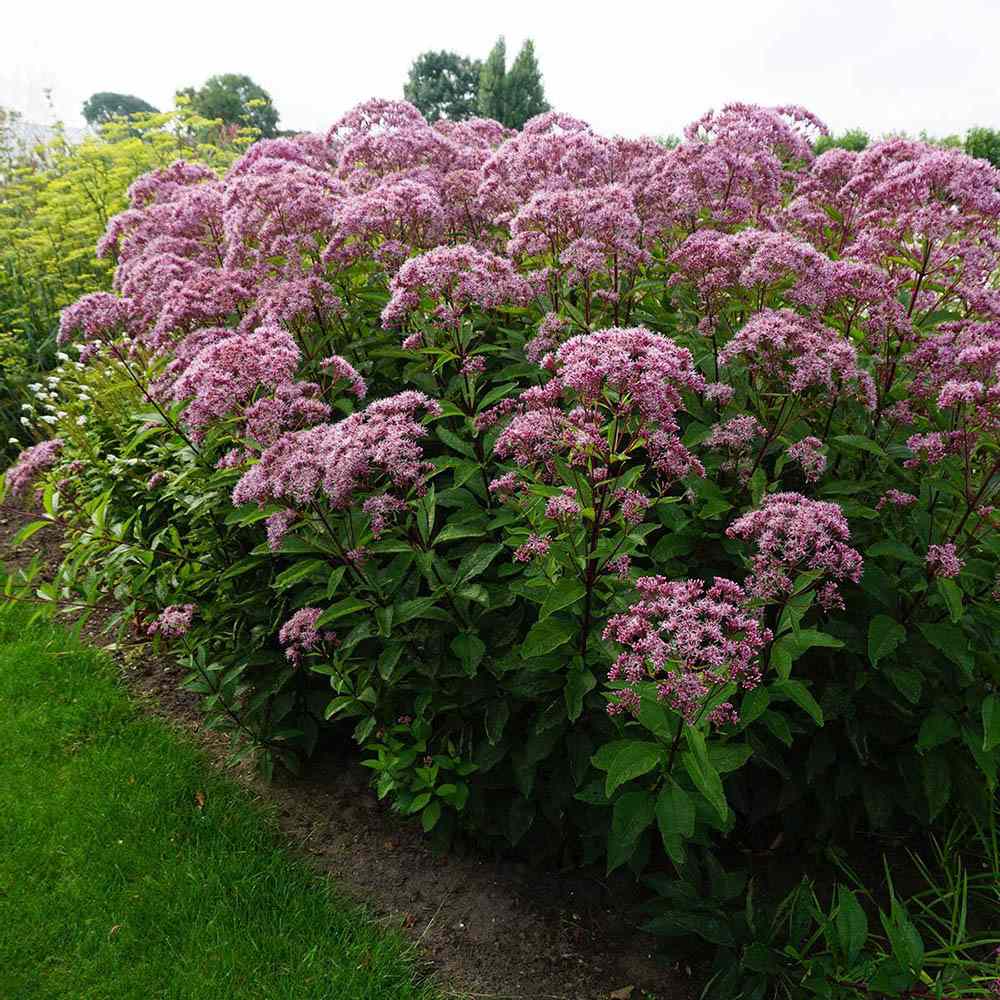 Iarba lui Joe Pye (Eupatorium maculatum Atropurpureum), cu flori roz pur