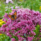 Iarba lui Joe Pye (Eupatorium maculatum Atropurpureum), cu flori roz pur