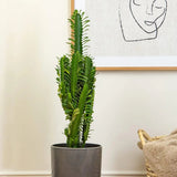 Cactus Candelabru African Trigona, planta suculenta, aspect sculptural, fara spini, usor de ingrijit - 25 cm
