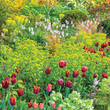 Еуфорбия (Euphorbia characias wulfenii), декоративно вечнозелено растение с жълти цветове, устойчиво на суша