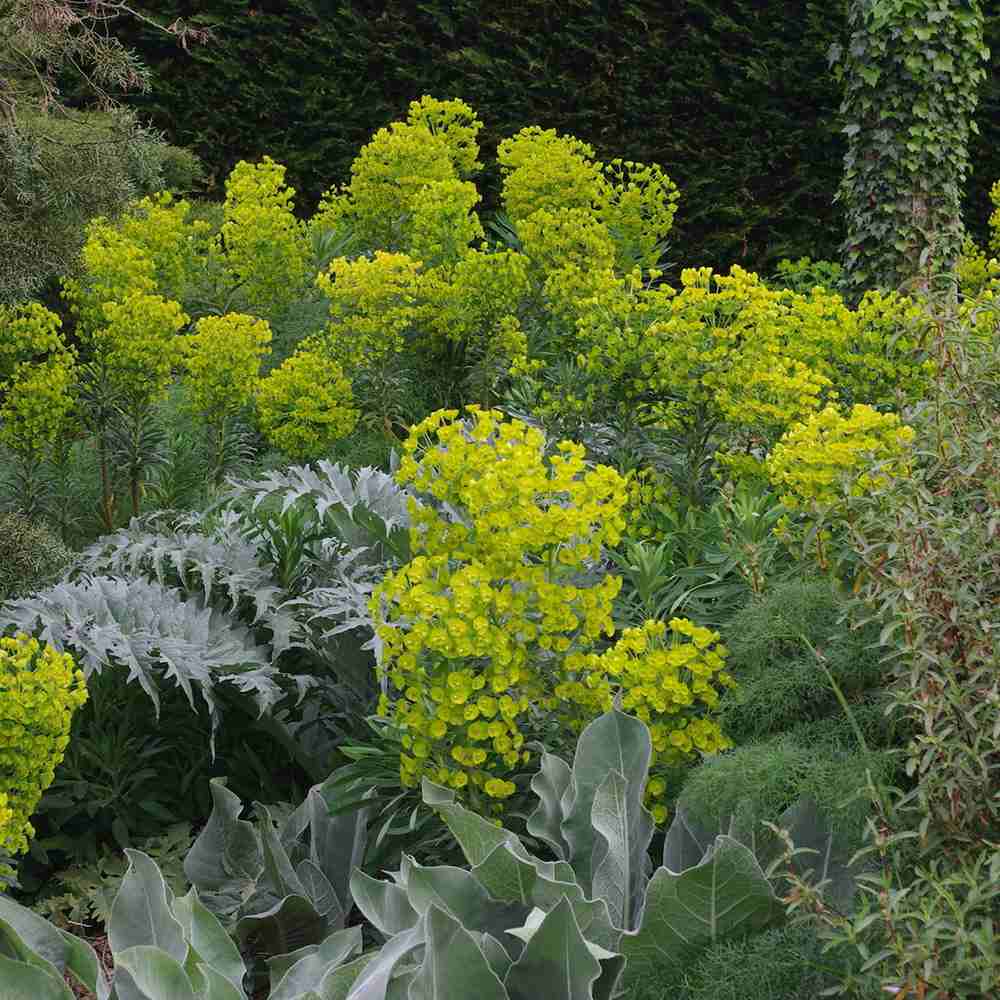Еуфорбия (Euphorbia characias wulfenii), декоративно вечнозелено растение с жълти цветове, устойчиво на суша