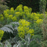 Еуфорбия (Euphorbia characias wulfenii), декоративно вечнозелено растение с жълти цветове, устойчиво на суша