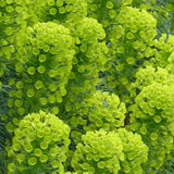 Euphorbia characias wulfenii, planta decorativa vesnic verde galben rezistenta seceta