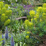 Euphorbia characias wulfenii, planta decorativa vesnic verde galben rezistenta seceta