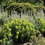 Еуфорбия (Euphorbia characias wulfenii), декоративно вечнозелено растение с жълти цветове, устойчиво на суша