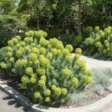 Еуфорбия (Euphorbia characias wulfenii), декоративно вечнозелено растение с жълти цветове, устойчиво на суша