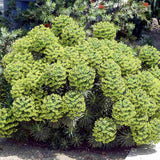 Еуфорбия (Euphorbia characias wulfenii), декоративно вечнозелено растение с жълти цветове, устойчиво на суша