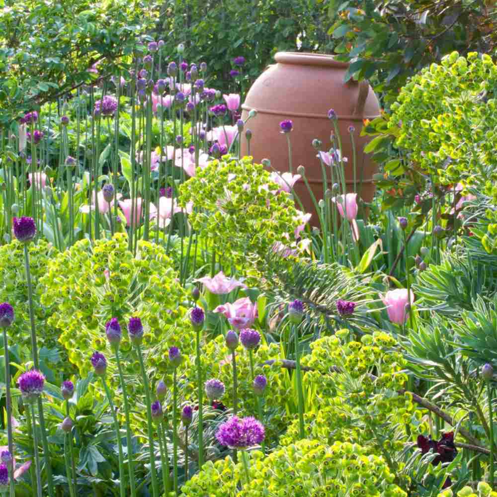 Еуфорбия (Euphorbia characias wulfenii), декоративно вечнозелено растение с жълти цветове, устойчиво на суша