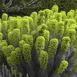 Еуфорбия (Euphorbia characias wulfenii), декоративно вечнозелено растение с жълти цветове, устойчиво на суша