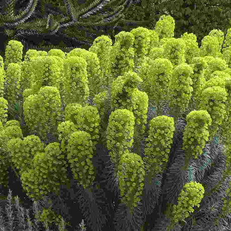 Еуфорбия (Euphorbia characias wulfenii), декоративно вечнозелено растение с жълти цветове, устойчиво на суша