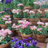 Lisianthus (Eustoma) Julietta Pink, flori roz elegante, inflorire vara, planta decorativa de gradina
