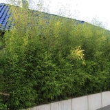 Градински бамбук Rufa (Fargesia Rufa), неинвазивен, студоустойчив, гъст жив плет