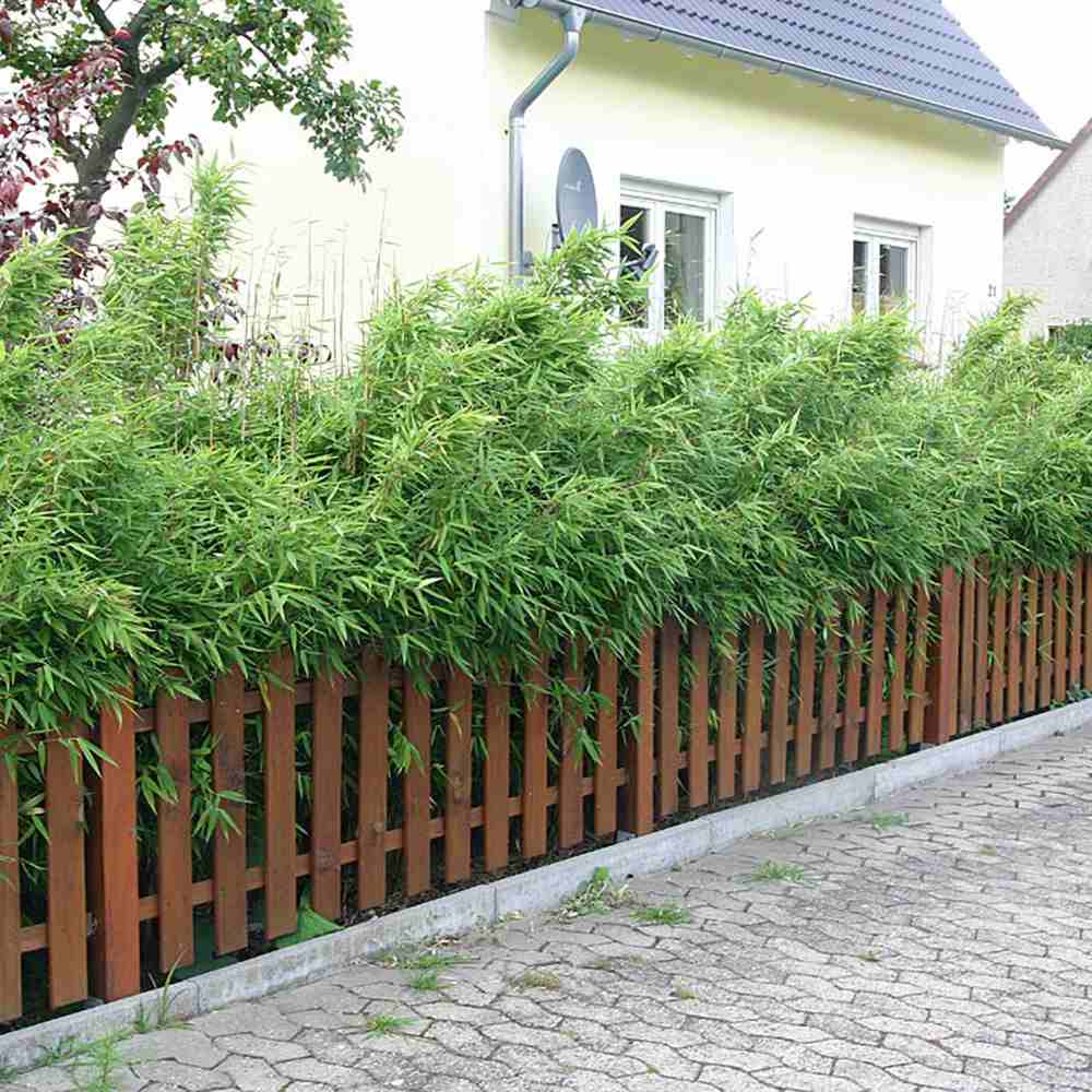 Bambus de gradina Rufa (Fargesia Rufa), neinvaziv, rezistent la frig, gard viu dens