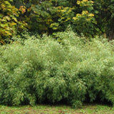 Градински бамбук Rufa (Fargesia Rufa), неинвазивен, студоустойчив, гъст жив плет