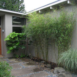 Градински бамбук Zebra Campbell (Fargesia Robusta Campbell), неинвазивен, студоустойчив, плътен жив плет