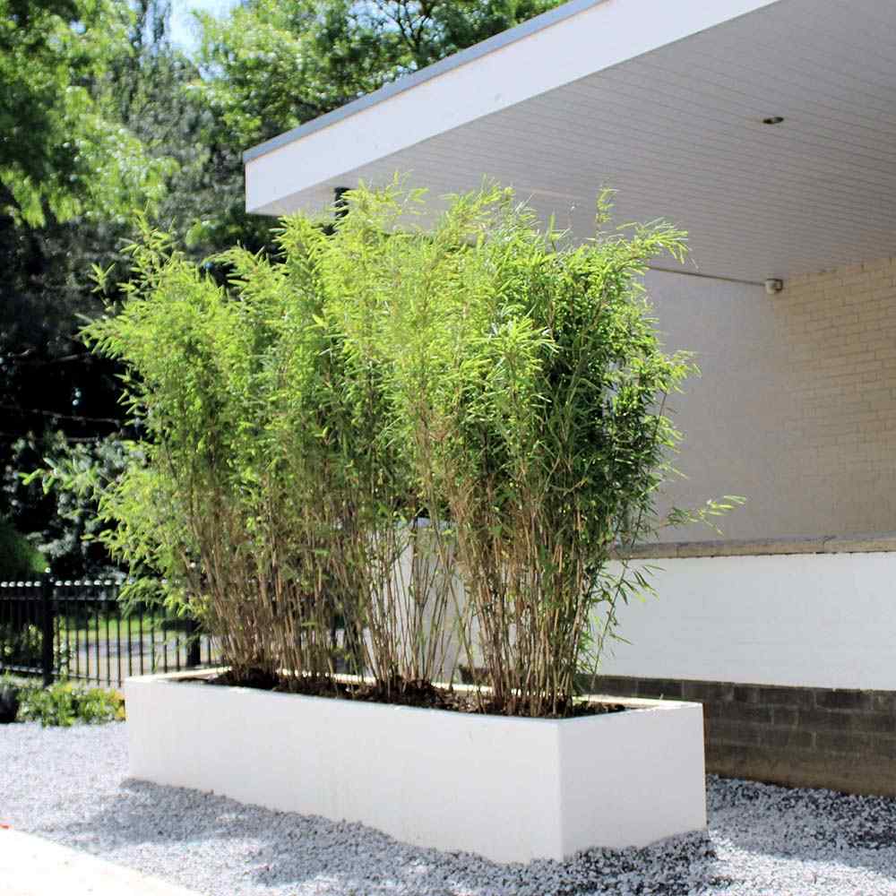 Градински бамбук Rufa (Fargesia Rufa), неинвазивен, студоустойчив, гъст жив плет