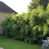 Градински бамбук Rufa (Fargesia Rufa), неинвазивен, студоустойчив, гъст жив плет