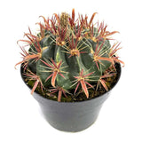 Cactusul Limbii Diabolului (Ferocactus Latispinus), cactus exotic cu spini decorativi, ingrijire usoara