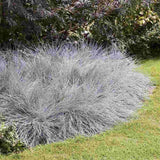 Festuca Glauca (Синя трева) Intens Blue, декоративна трева с интензивносини листа, компактна, идеална за бордюри и скални градини, устойчива на суша