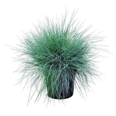 Festuca Glauca (Синя трева) Intens Blue, декоративна трева с интензивносини листа, компактна, идеална за бордюри и скални градини, устойчива на суша