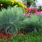 Festuca Glauca (Синя трева) Intens Blue, декоративна трева с интензивносини листа, компактна, идеална за бордюри и скални градини, устойчива на суша