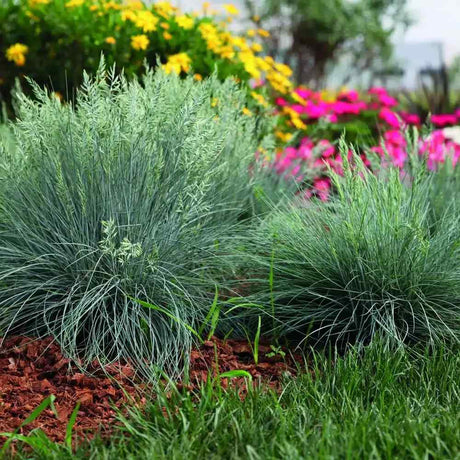 Festuca Glauca (Синя трева) Intens Blue, декоративна трева с интензивносини листа, компактна, идеална за бордюри и скални градини, устойчива на суша