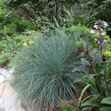 Festuca Glauca (Синя трева) Intens Blue, декоративна трева с интензивносини листа, компактна, идеална за бордюри и скални градини, устойчива на суша