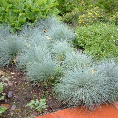 Festuca Glauca (Iarba Albastra) Elijah Blue