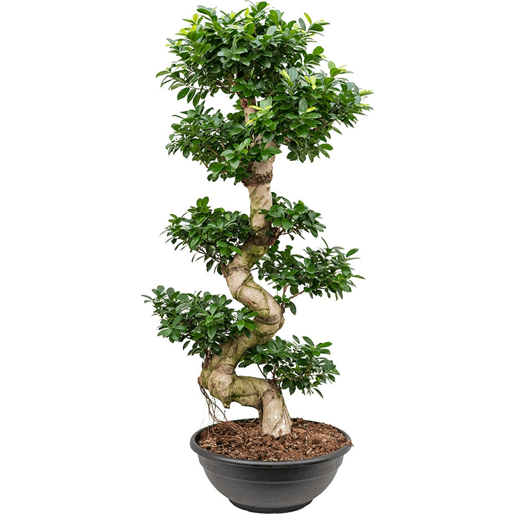 Фикус Бонсай Ginseng спирала 180 см – екзотична стайна растение, пречистващо въздуха