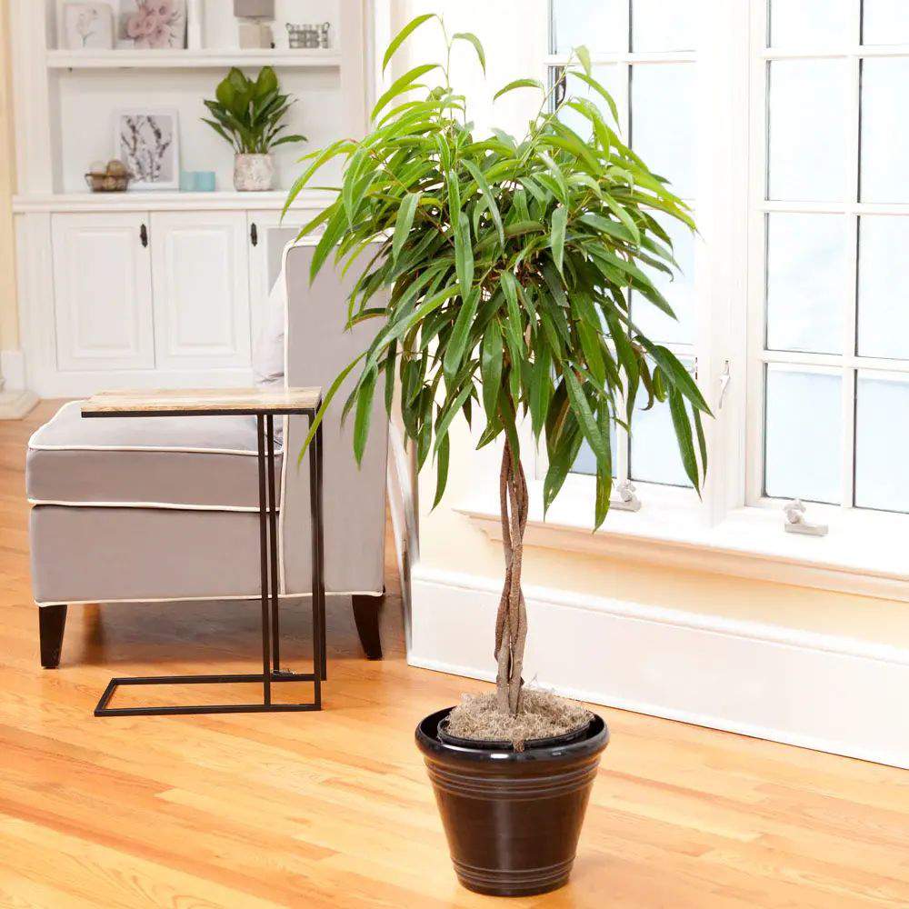 Ficus Amstel King, 140 cm Tip Copac cu Tulpina Dubla Impletita