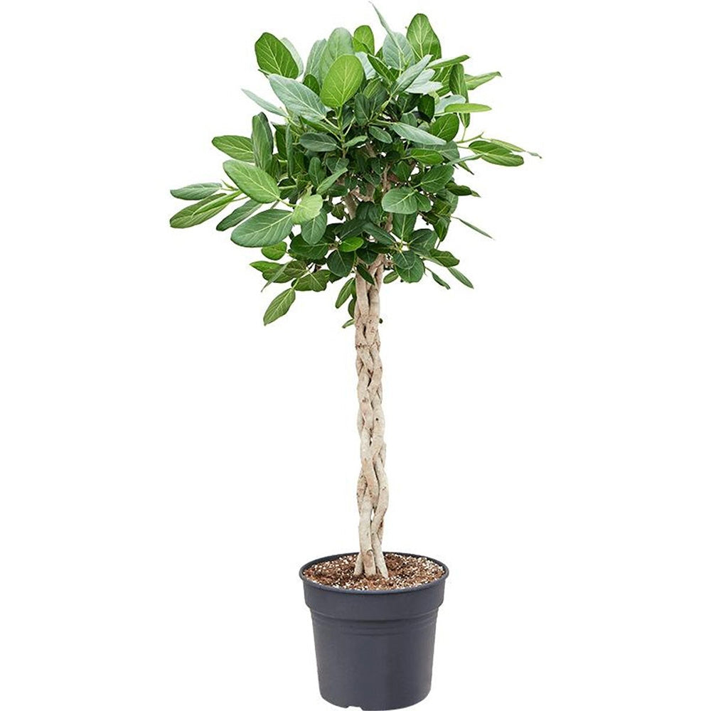 Ficus Audrey - Tip Copac cu Tulpina impletita - 110 cm