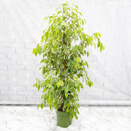 Ficus Benjamina Golden King - 160 cm