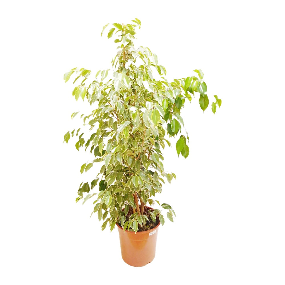 Ficus Benjamina Golden King - 160 cm