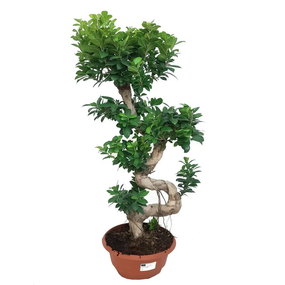 Ficus Bonsai Ginseng Forma Spirala, 70-80 cm, bonsai decorativ, planta de interior, purificator aer