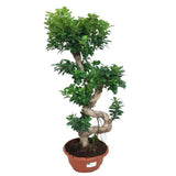 Фикус Bonsai Ginseng спираловидна форма, 70 см, декоративен бонсай, стайно растение, пречиства въздуха