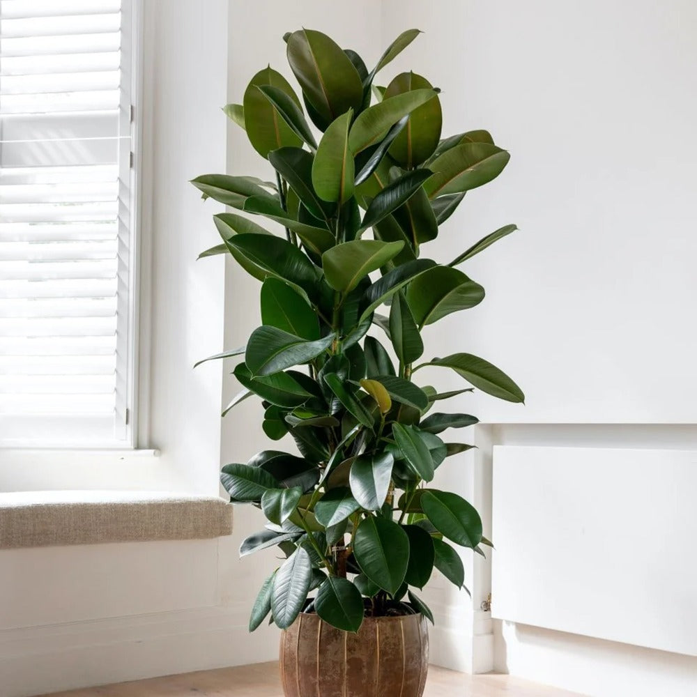 Arbore de Cauciuc (Ficus Robusta) - 135 cm