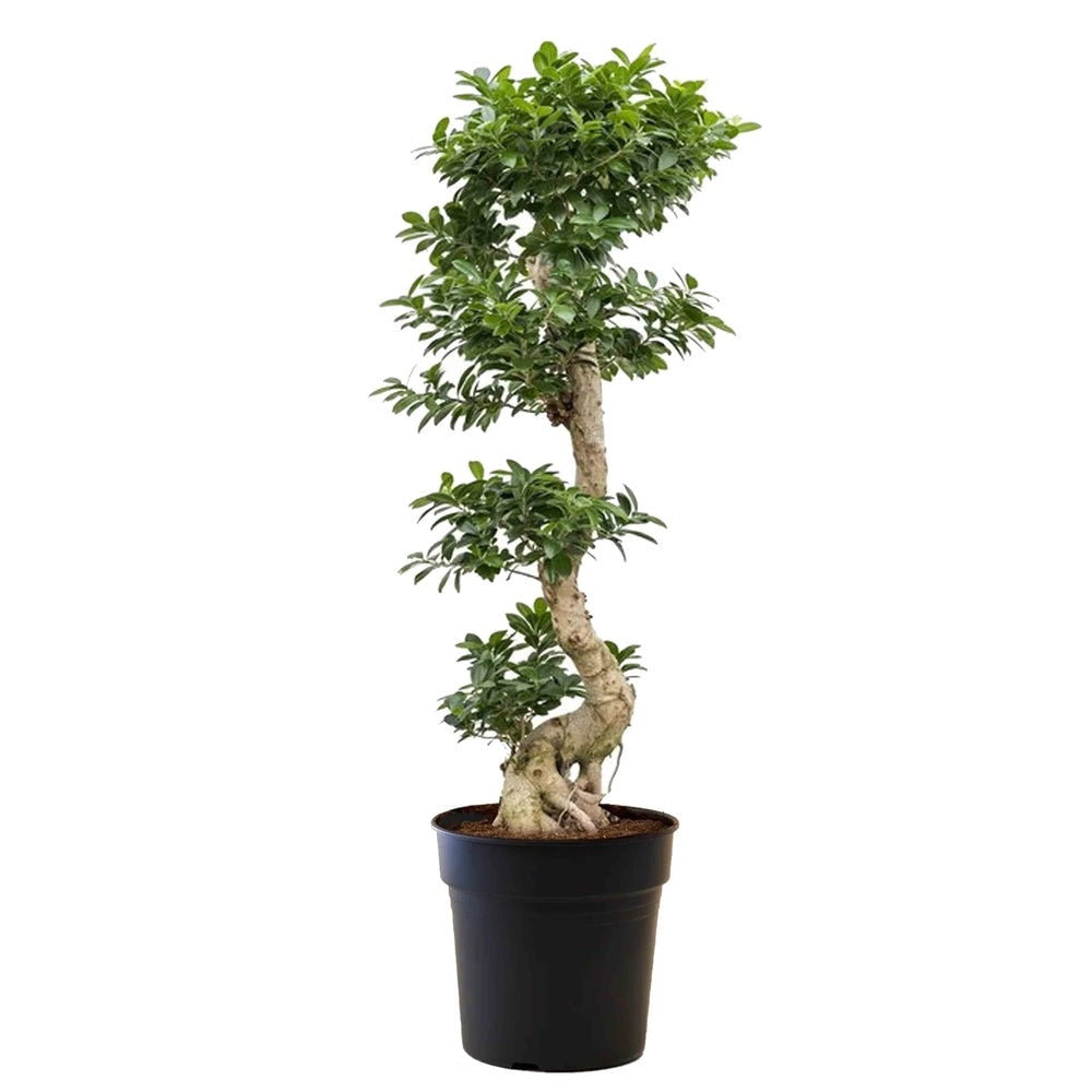 Фикус Бонсай Ginseng – спирална форма, 160 см, пречистващ въздуха