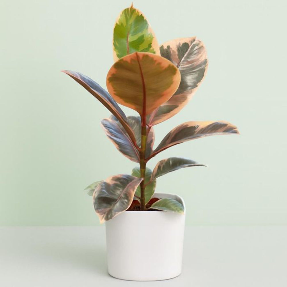 Arbore de Cauciuc, Ficus elastica Belize, 50-55 cm, planta de apartament cu frunze roz verzi si crem
