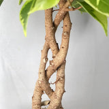 Фикус Бонсай 'Bushy King' с усукано стъбло, декоративно стайно растение – 35 см