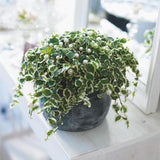 Ficus pumila Sunny, ficus, planta cataratoare variegata, ficus curgator interior, planta decorativa cu frunze verde crem, planta suspendata interior- 30-35 cm