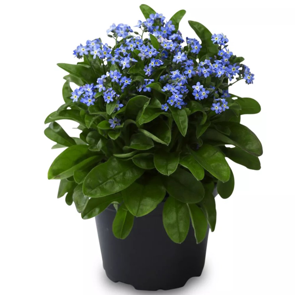 Незабравка Myosotis 'Laura Deep Blue' – интензивно сини пролетни цветя за бордюри и сенчести кътове