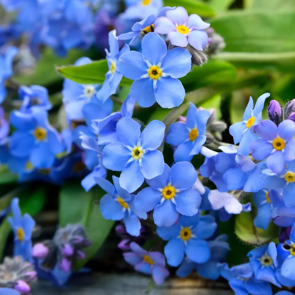 Незабравка Myosotis 'Laura Deep Blue' – интензивно сини пролетни цветя за бордюри и сенчести кътове
