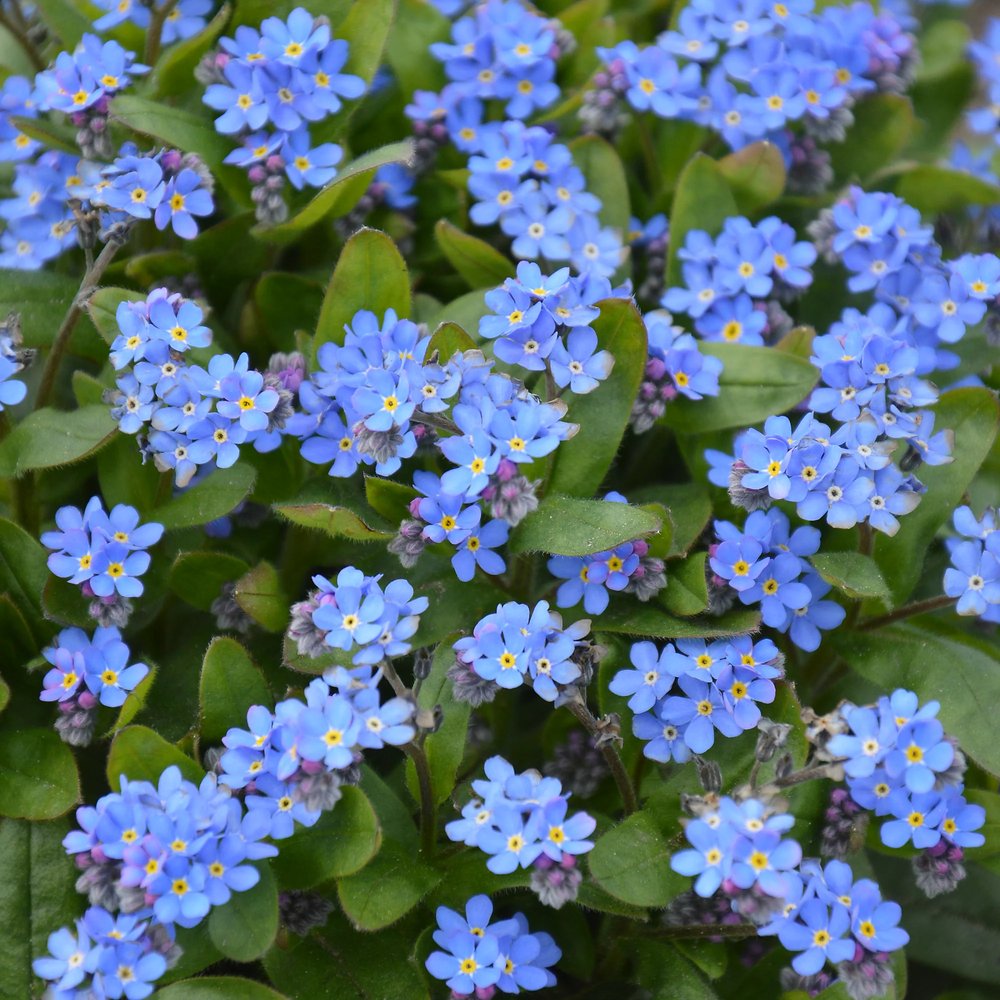 Незабравка Myosotis 'Laura Deep Blue' – интензивно сини пролетни цветя за бордюри и сенчести кътове