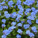 Незабравка Myosotis 'Laura Deep Blue' – интензивно сини пролетни цветя за бордюри и сенчести кътове