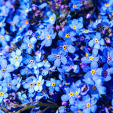 Незабравка Myosotis 'Laura Deep Blue' – интензивно сини пролетни цветя за бордюри и сенчести кътове