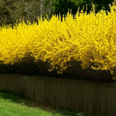 Форзиция (Forsythia spectabilis) – храст с жълти цветове и бърз растеж