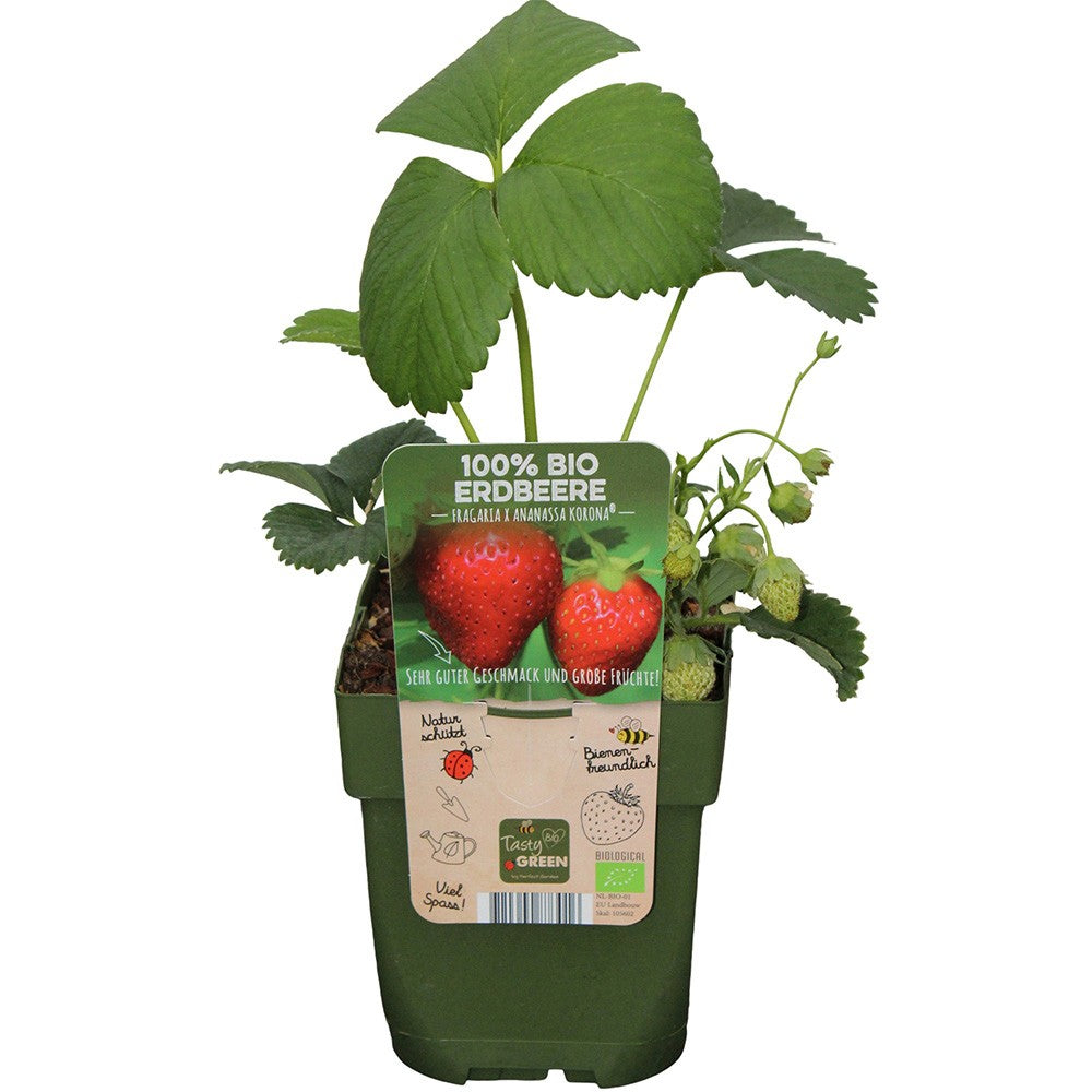 Capsun Productiv Corona (Fragaria), capsuni dulci, productivi si usor de cultivat, an 1 pe rod